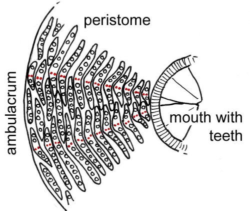 Echinothurioida (peristome)