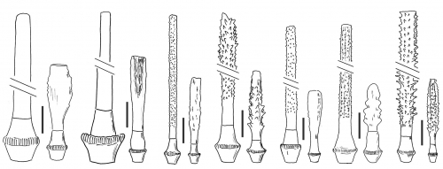 Ctenocidaris (primary spines)