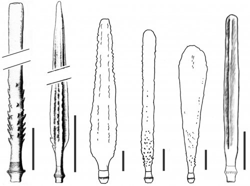 Notocidaris (aboral primary spines) Notocidaris (aboral primary spines)