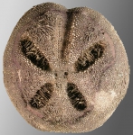 Echinoidea (sea urchins)