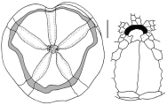 Abatus cavernosus (aboral + peristomial region), author: Madon-Senez, Cine