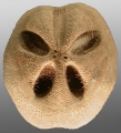 Abatus cordatus (aboral), author: Schultz, Heinke