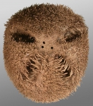 Echinoidea (sea urchins)