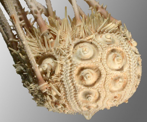 Austrocidaris spinulosa (lateral)