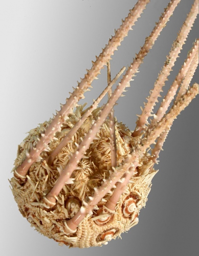 Austrocidaris spinulosa (lateral)