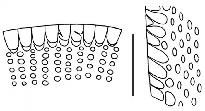 Ctenocidaris gigantea (primary spine, sections)