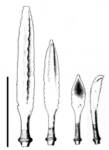 Notocidaris hastata (spines)