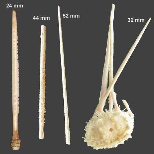 Notocidaris hastata (type material, spines + test)