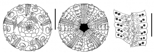 Notocidaris lanceolata (aboral + oral + ambulacral plates)