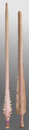 Notocidaris mortenseni (primary spines)