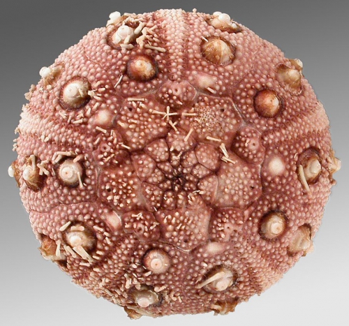 Rhynchocidaris triplopora (aboral)