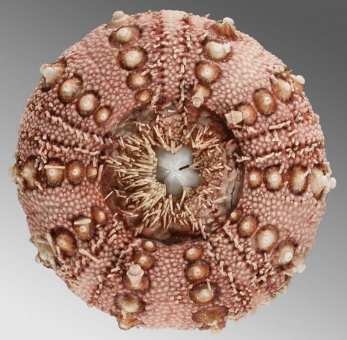 Rhynchocidaris triplopora (oral)