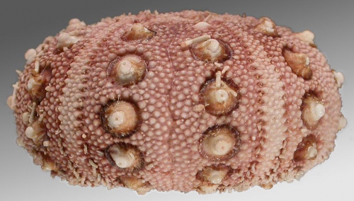 Rhynchocidaris triplopora (lateral)