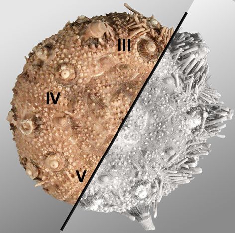 Rhynchocidaris triplopora (oral)