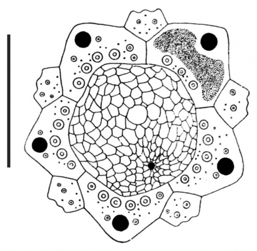Sterechinus agassizi (apical system)