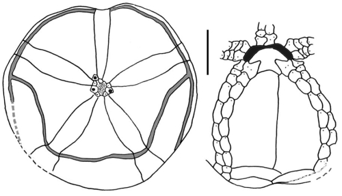 Tripylus excavatus (male)