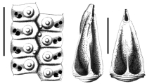 Aporocidaris antarctica (ambulacral plates + pedicellariae), author: Mortensen, Theodor