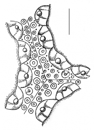 Phyllacanthus imperialis (median space of interambulacrum)