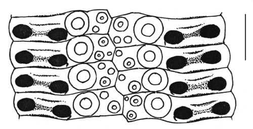 Phyllacanthus imperialis (ambulacral plates)