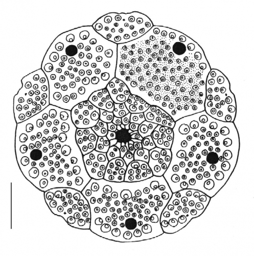 Phyllacanthus imperialis (apical plates)