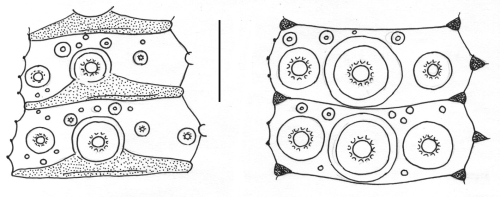 Temnopleurus reevesii (interambulacral plates)