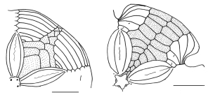 Scutellina (adapical plating)