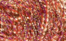 Salmacis bicolor (spines)