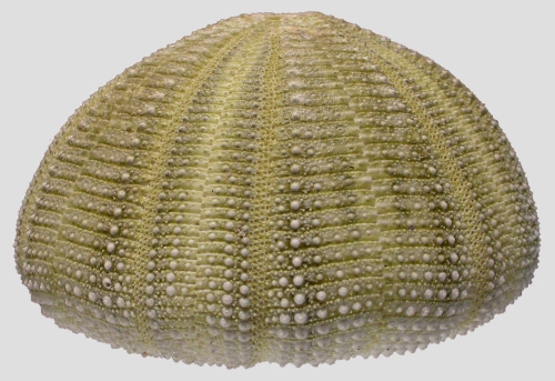 Salmacis virgulata (lateral)