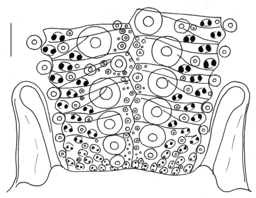 Toxopneustes pileolus (part of ambulacrum)