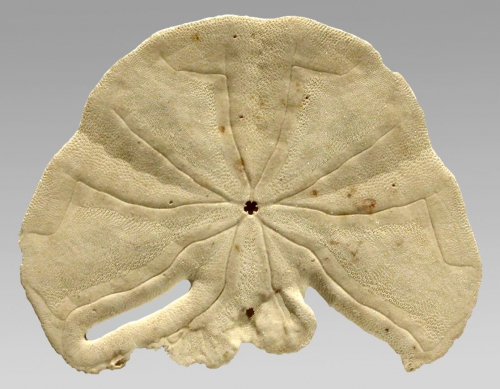 Echinodiscus bisperforatus (repaired test)