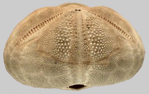 Metalia dicrana (anterior)