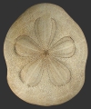 Clypeaster fervens (aboral)