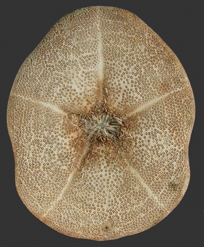 Clypeaster fervens (oral) Clypeaster fervens (oral)