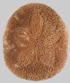 Clypeaster fervens (aboral)