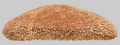 Clypeaster fervens (lateral)
