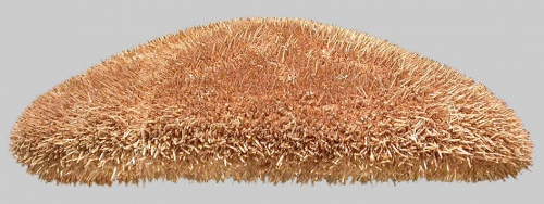 Clypeaster fervens (lateral) Clypeaster fervens (lateral)