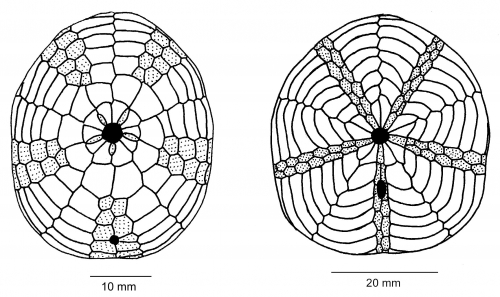 Clypeasteroida (plate pattern of oral side)