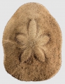 Clypeaster humilis (aboral), author: Schultz, Heinke