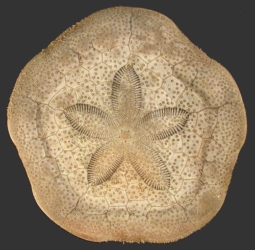 Clypeaster rarispinus (aboral) Clypeaster rarispinus (aboral)