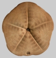 Clypeaster eurychorius (oral)