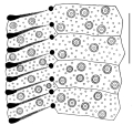 Clypeaster eurychorius (part of petal)