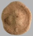 Clypeaster eurychorius (aboral)