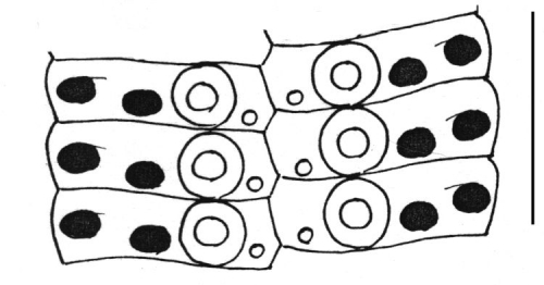 Eucidaris metularia (ambulacral plates)