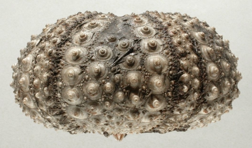 Diadema setosum (lateral)