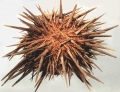 Echinodermata (echinoderms)