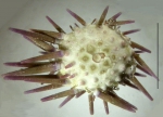 Echinoidea (sea urchins)