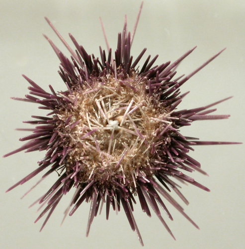 Echinostrephus molaris (oral)