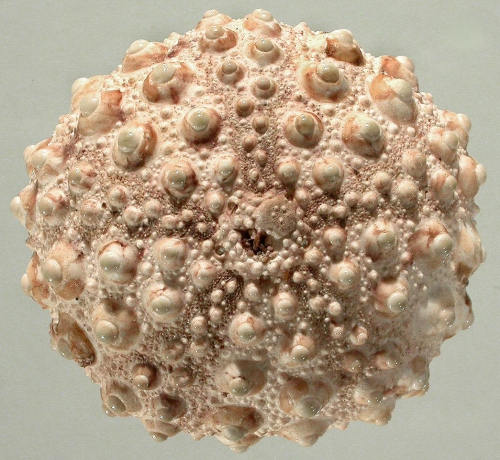 Heterocentrotus trigonarius (aboral)