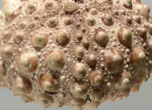 Heterocentrotus trigonarius (aboral)