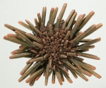 Echinoidea (sea urchins)